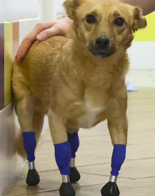 Prosthetic Paws Save The Life Of An Amputee Rescue Dog Who Was To Be Euthanized