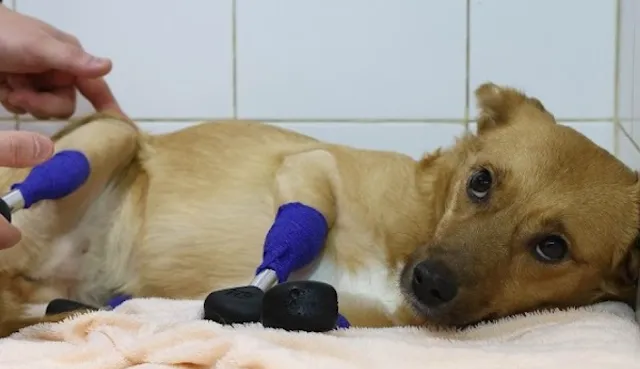 Prosthetic Paws Save The Life Of An Amputee Rescue Dog Who Was To Be Euthanized