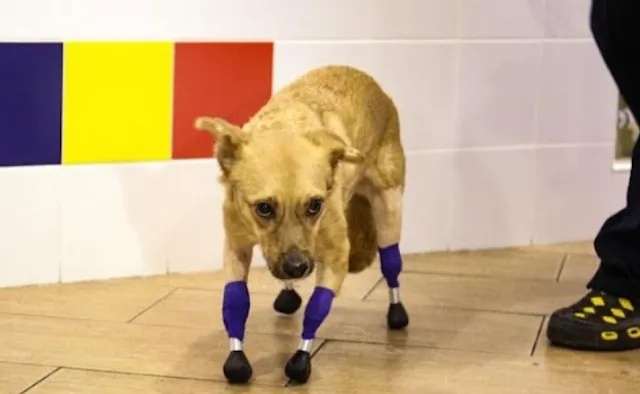 Prosthetic Paws Save The Life Of An Amputee Rescue Dog Who Was To Be Euthanized