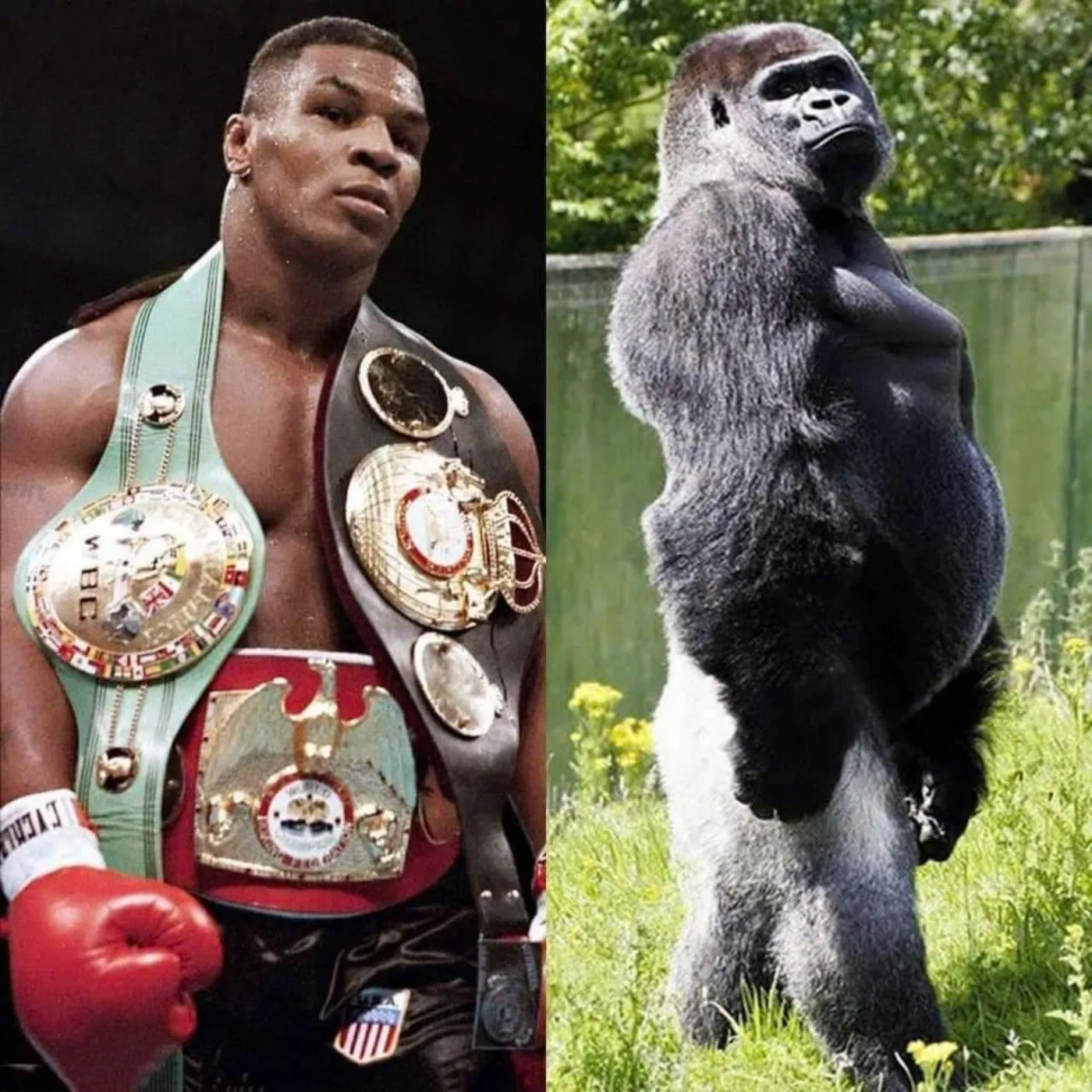 YOU MAY NOT KNOW: In 1989, Mike Tyson was bored with having no opponents, so he went big and spent $10,000 to ask the zoo staff to open the cage for him to "solo" with an adult silverback gorilla!